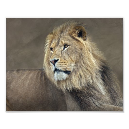 Sphinx Print Fotodruck (Vorne)
