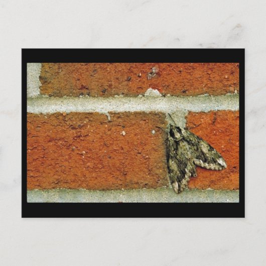 Sphinxmotte Postkarte (Vorderseite)