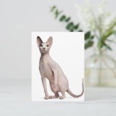 Sphynx (13 Monate alt) Postkarte (Stehend Vorderseite)