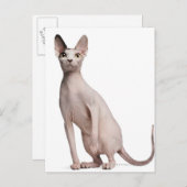 Sphynx (13 Monate alt) Postkarte (Vorne/Hinten)