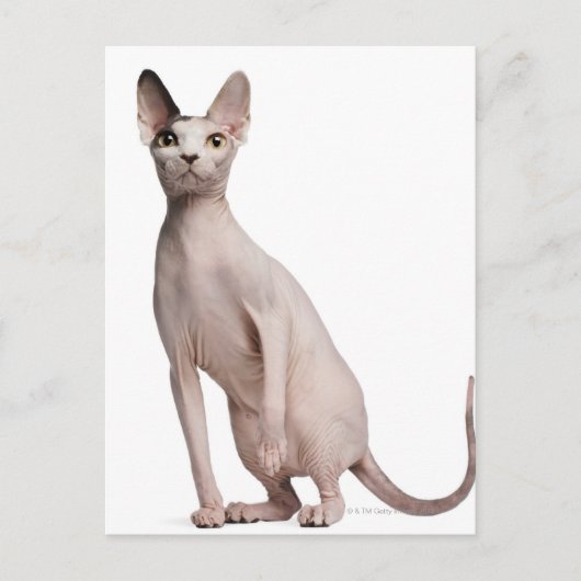 Sphynx (13 Monate alt) Postkarte (Vorderseite)
