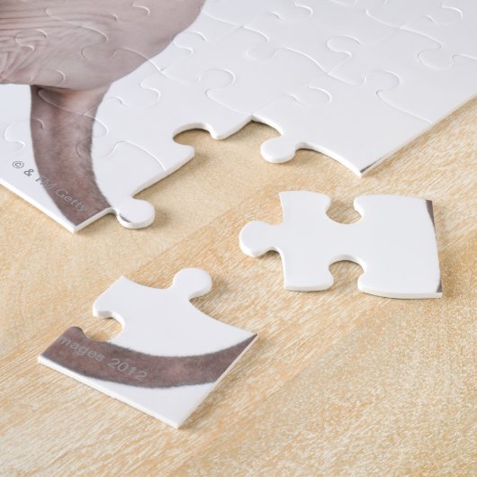 Sphynx (13 Monate alt) Puzzle (Seite)