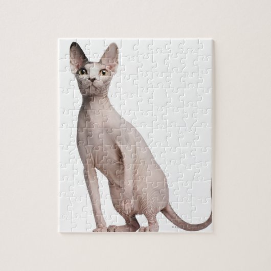 Sphynx (13 Monate alt) Puzzle (Vertikal)