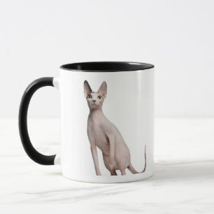 Sphynx (13 Monate alte) Tasse