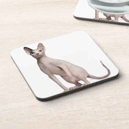 Sphynx (13 Monate alte) Untersetzer (Linke Seite)