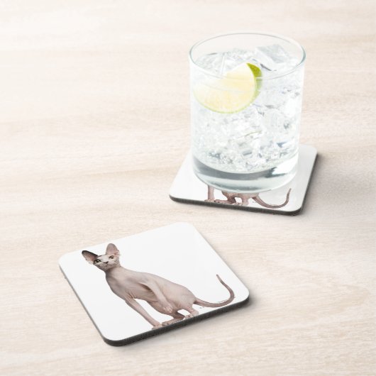 Sphynx (13 Monate alte) Untersetzer (Rechte Seite)