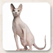 Sphynx (13 Monate alte) Untersetzer (Vorderseite)