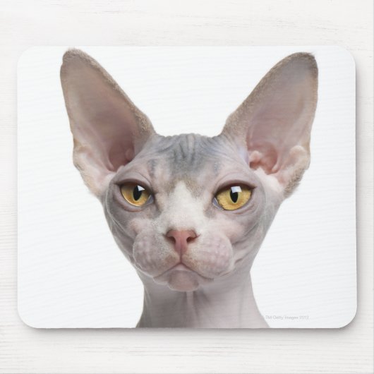 Sphynx (7 Monate alt) Mousepad (Vorne)