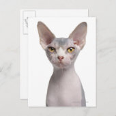 Sphynx (7 Monate alt) Postkarte (Vorne/Hinten)