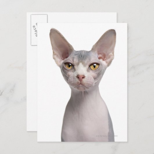 Sphynx (7 Monate alt) Postkarte (Vorne/Hinten)