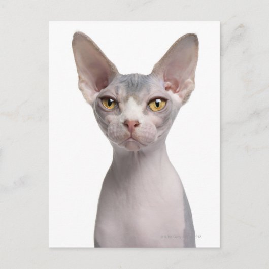 Sphynx (7 Monate alt) Postkarte (Vorderseite)