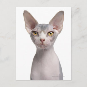 Sphynx (7 Monate alt) Postkarte