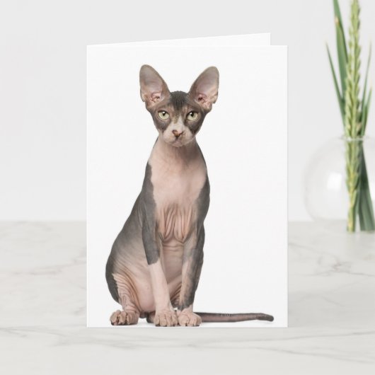 Sphynx (7 Monate alt), Sitzung Karte (Vorderseite)