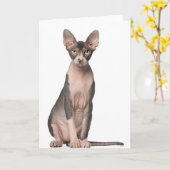Sphynx (7 Monate alt), Sitzung Karte (Gelbe Blume)