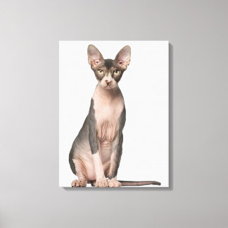 Sphynx (7 Monate alt), Sitzung Leinwanddruck