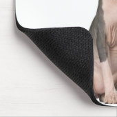 Sphynx (7 Monate alt), Sitzung Mousepad (Ecke)