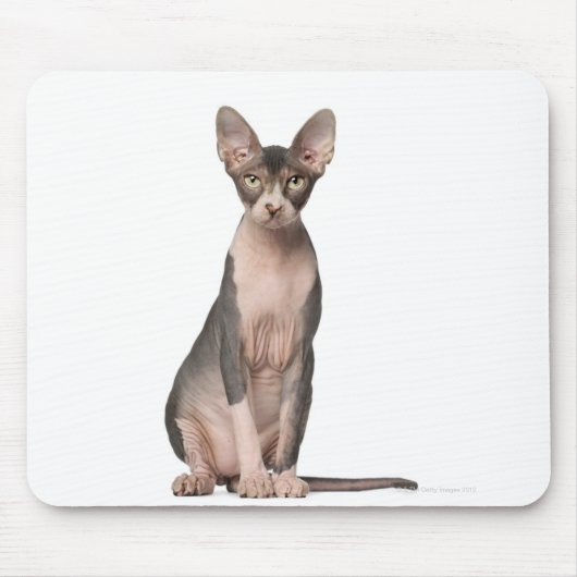 Sphynx (7 Monate alt), Sitzung Mousepad (Vorne)
