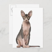 Sphynx (7 Monate alt), Sitzung Postkarte (Vorne/Hinten)