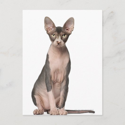 Sphynx (7 Monate alt), Sitzung Postkarte (Vorderseite)