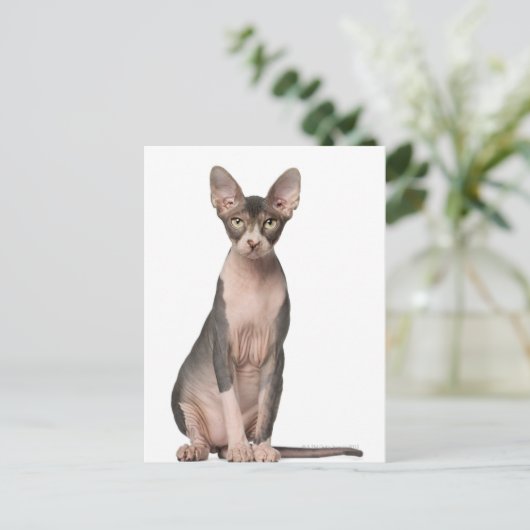 Sphynx (7 Monate alt), Sitzung Postkarte (Stehend Vorderseite)