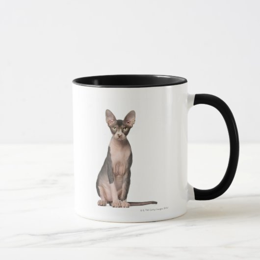 Sphynx (7 Monate alte) Sitzen Tasse (Rechts)