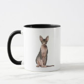 Sphynx (7 Monate alte) Sitzen Tasse (Links)