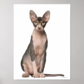 Sphynx (7 months old) sitting poster (Vorne)