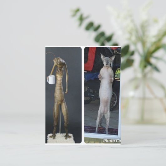 Sphynx Albern - Gibs im Vergleich zu MiB Alien Pos Postkarte (Stehend Vorderseite)