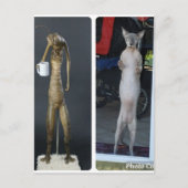 Sphynx Albern - Gibs im Vergleich zu MiB Alien Pos Postkarte (Vorderseite)