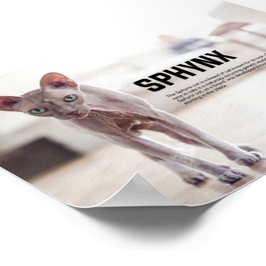 Sphynx Cat Breed Poster (Ecke)