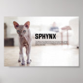 Sphynx Cat Breed Poster (Vorne)