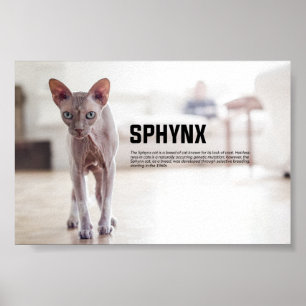 Sphynx Cat Breed Poster
