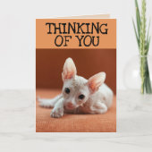 SPHYNX CAT DENKEN SIE GREETING CARDS KARTE (Vorderseite)