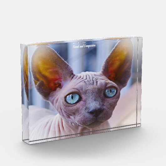 Sphynx Cat Fotoblock (Links)