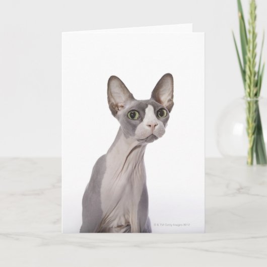Sphynx Cat mit überraschtem Ausdruck Karte (Vorderseite)