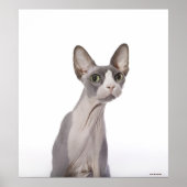 Sphynx Cat mit überraschtem Ausdruck Poster (Vorne)
