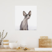 Sphynx Cat mit überraschtem Ausdruck Poster (Küche)