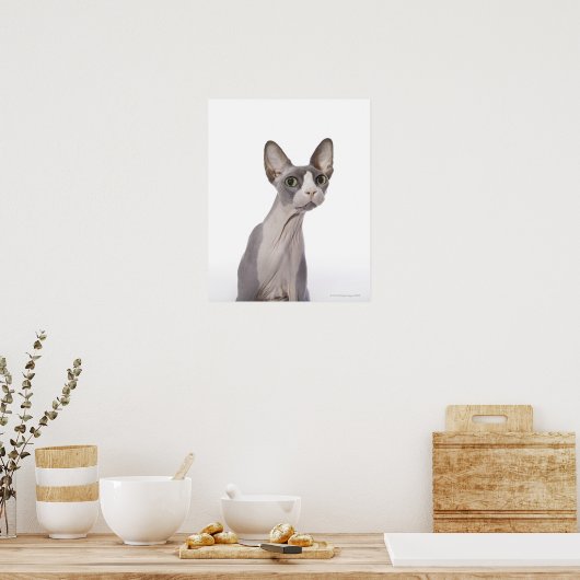 Sphynx Cat mit überraschtem Ausdruck Poster (Küche)