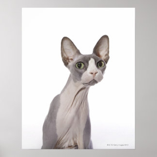 Sphynx Cat mit überraschtem Ausdruck Poster