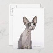 Sphynx Cat mit überraschtem Ausdruck Postkarte (Vorne/Hinten)