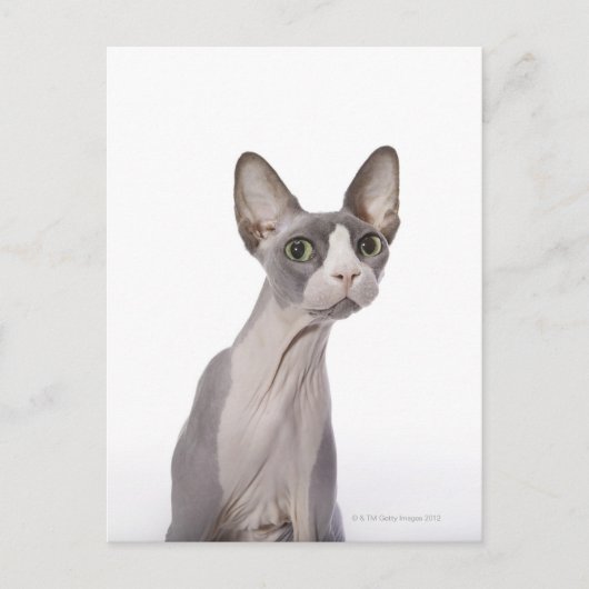 Sphynx Cat mit überraschtem Ausdruck Postkarte (Vorderseite)