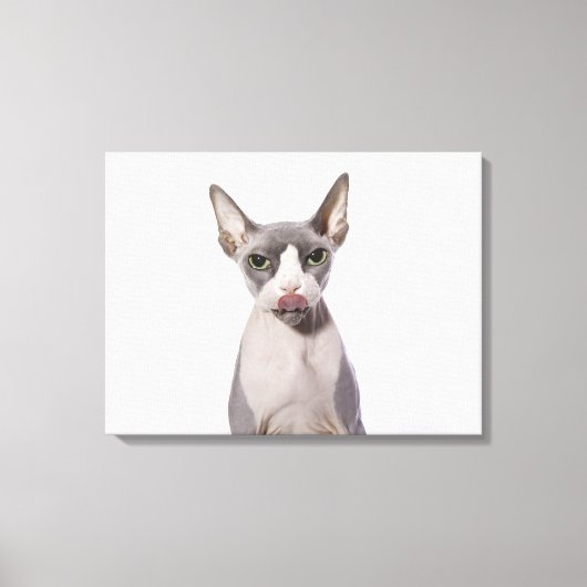 Sphynx Cat mit Zunge Leinwanddruck (Vorderseite)