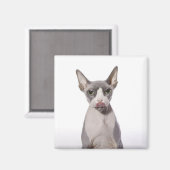 Sphynx Cat mit Zunge Magnet (Vorderseite/Rückseite)