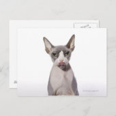 Sphynx Cat mit Zunge Postkarte (Vorne/Hinten)