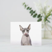 Sphynx Cat mit Zunge Postkarte (Stehend Vorderseite)