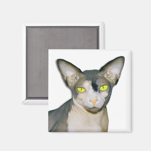 Sphynx Cat Ninja White Square Magnet (Vorderseite/Rückseite)