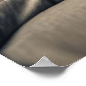 Sphynx Cat Poster (Ecke)