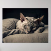 Sphynx Cat Poster (Vorne)