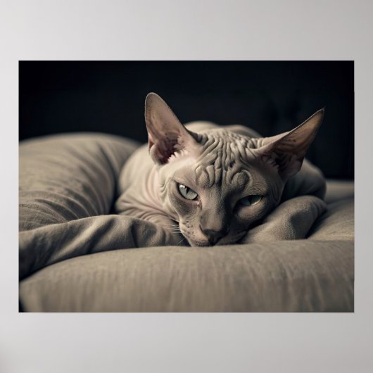 Sphynx Cat Poster (Vorne)
