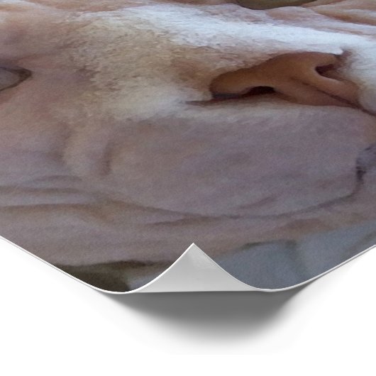 Sphynx Cat Poster (Ecke)